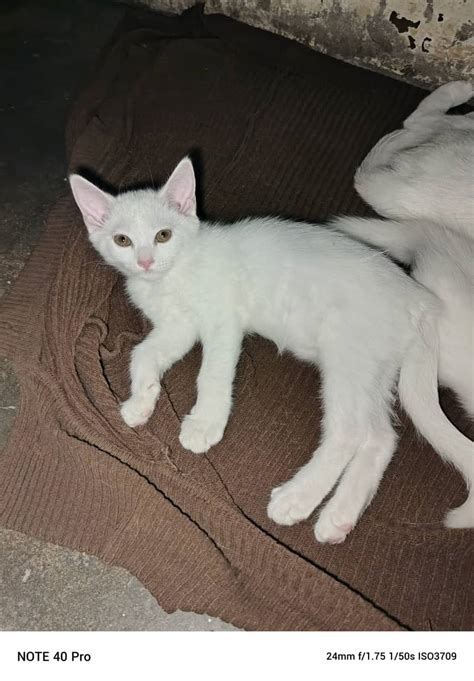 olx russian|Russian Cats Sale .